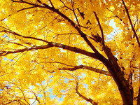 Landscapes dl
