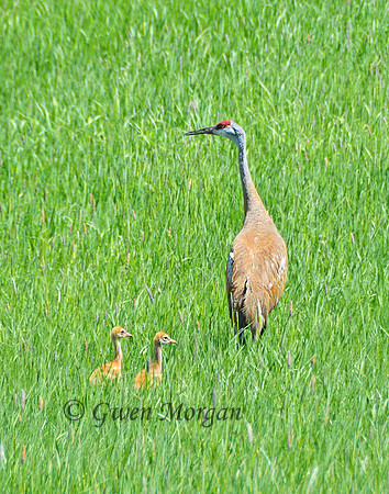Sandhill Crane & Babies