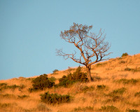 Landscapes dl
