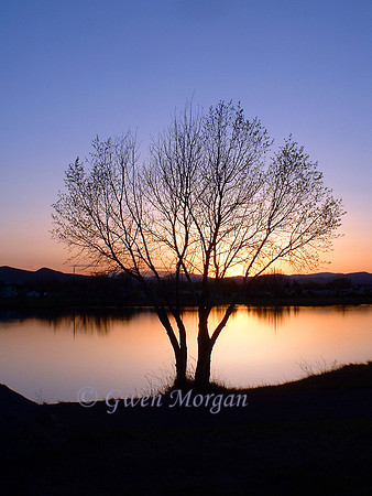 Tree At Sunset