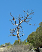 Landscapes dl