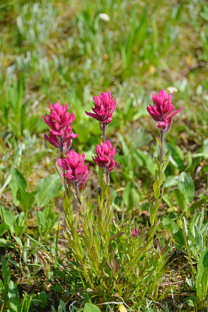 Magenta Paintbrush 2